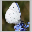 Celastrina argiolus - Faulbaumblaeuling 05.jpg